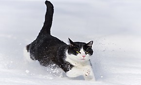 Обои Кошка бежит по снегу