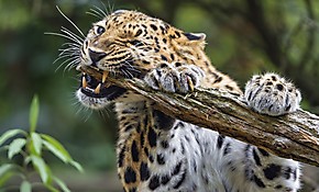 Обои Леопард грызет палку
