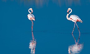 Обои Два фламинго в воде