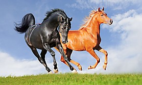 Обои Два коня на лугу