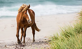 Обои Лошадь на морском берегу