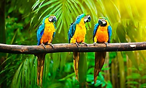 Обои Попугаи в тропическом лесу