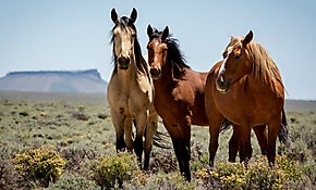 Обои Три коня на поле